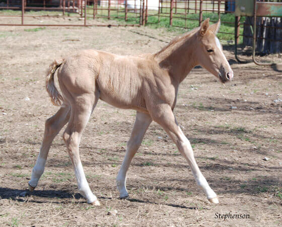 CD Diamond x Catlike Kit - 2018 Colt